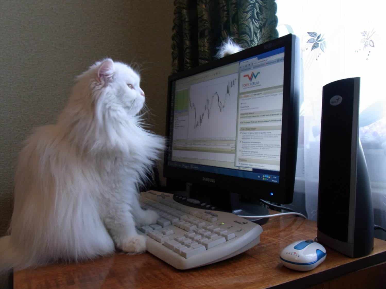 Кошка бухгалтер. Котик за компьютером. Коты за компом. Кот и компьютер. Кот возле компа.