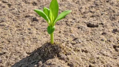 Откровение Уязвимости: Признание Человечности