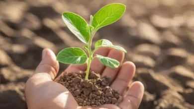 Заглядывая за Занавес: Истории Восстановления после Депрессии