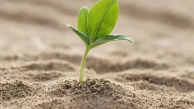 Психологическая устойчивость и адаптация в условиях неопределенности Психологическая устойчивость и адаптация в условиях неопределенности