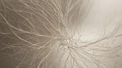 Хронический стресс: трансформация личности, выгорание и пути восстановления Хронический стресс: трансформация личности, выгорание и пути восстановления