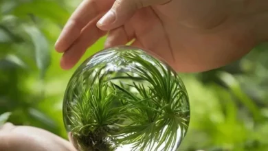 Экотревога: Понимание, Последствия и Пути Преодоления