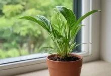 Помощь другим: невидимая цена для себя